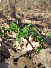 Corydalis cava marschalliana