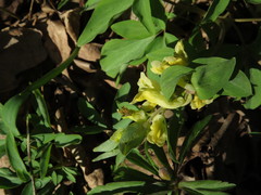 Corydalis cava marschalliana