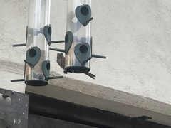 Haemorhous mexicanus