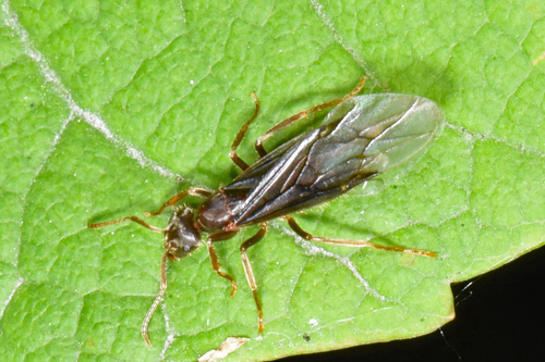 Lasius vestitus