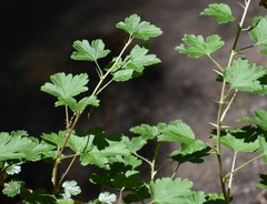 Ribes echinellum