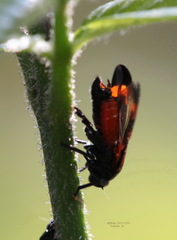 Cercopis arcuata