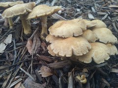 Agrocybe sororia