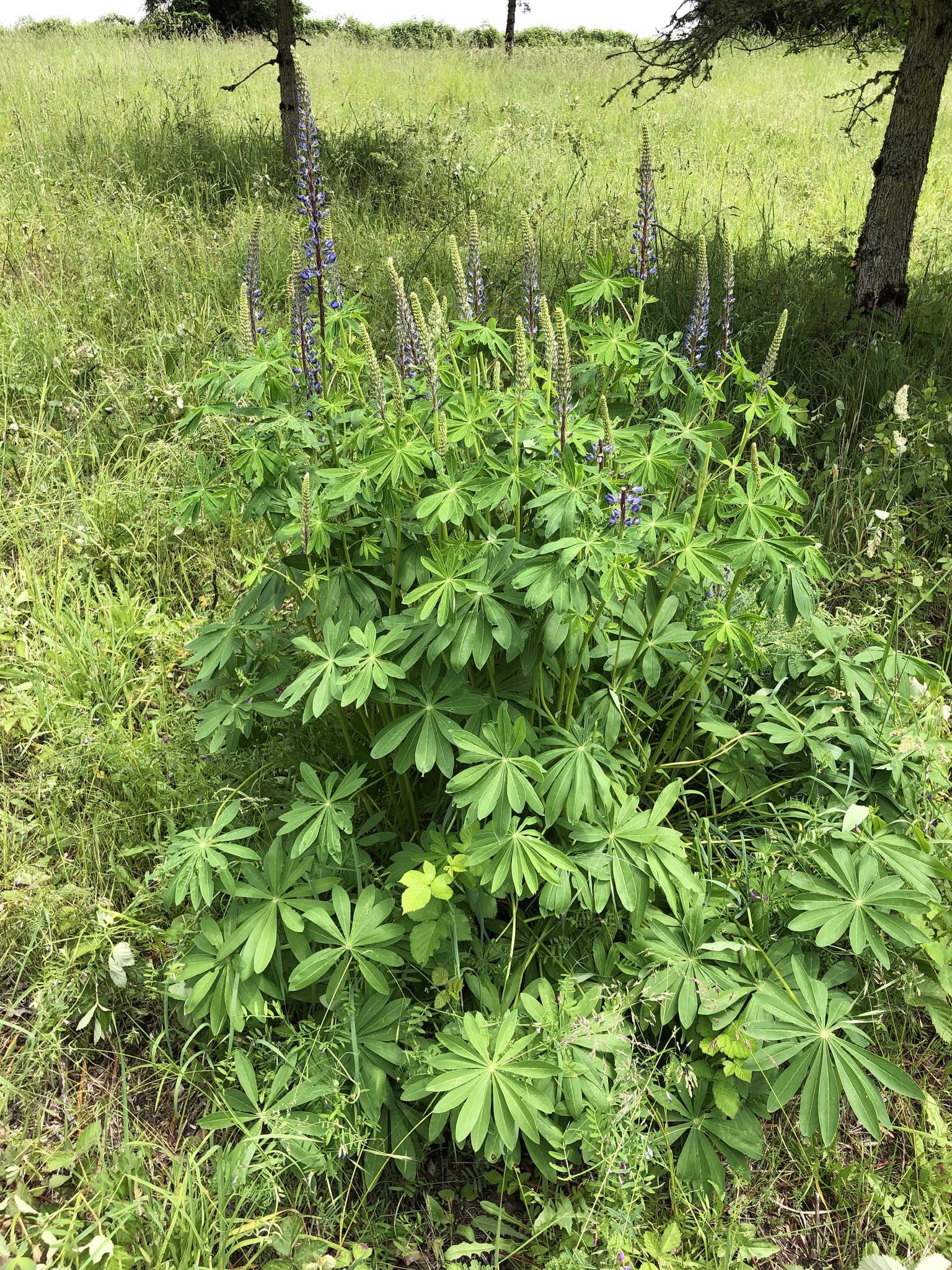 Lupinus polyphyllus ssp. polyphyllus