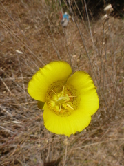 Calochortus luteus