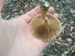Agrocybe sororia