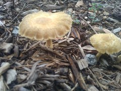 Agrocybe sororia