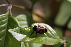 Cercopis arcuata