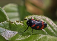 Cercopis arcuata