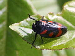 Cercopis arcuata