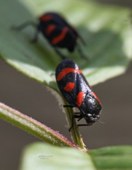 Cercopis arcuata