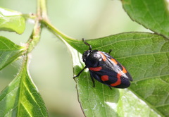 Cercopis arcuata