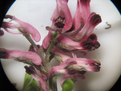 Fumaria schleicheri