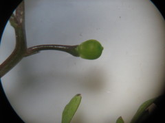 Fumaria schleicheri