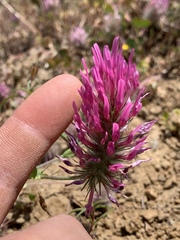 Trifolium purpureum