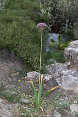Allium nigrum