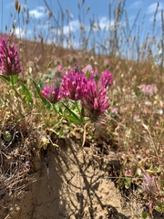 Trifolium purpureum