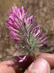 Trifolium purpureum