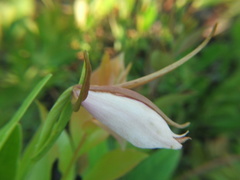 Cleistesiopsis divaricata