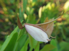 Cleistesiopsis divaricata