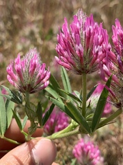 Trifolium purpureum