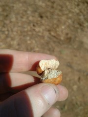 Zelleromyces cinnabarinus