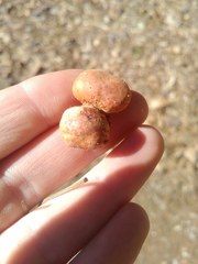 Zelleromyces cinnabarinus