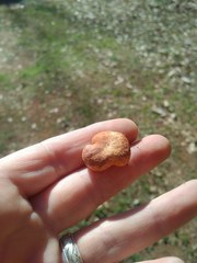 Zelleromyces cinnabarinus