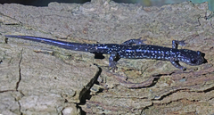 Plethodon kentucki