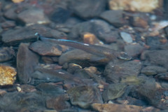 Fundulus catenatus