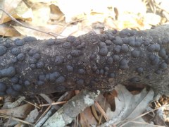 Annulohypoxylon truncatum