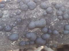 Annulohypoxylon truncatum