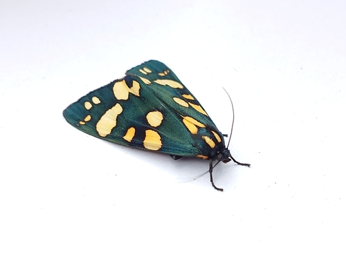 Scarlet Tiger, England, GB, photo 5 of 10