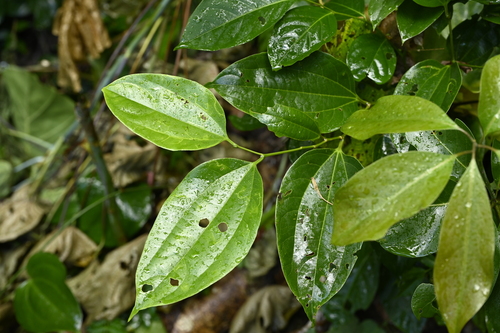 Celtis philippensis, photograph 2