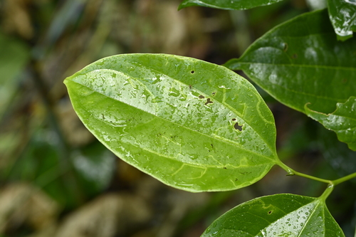 Celtis philippensis, photograph 3