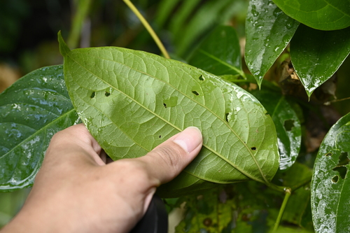 Celtis philippensis, photograph 4