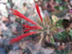 Monardella macrantha