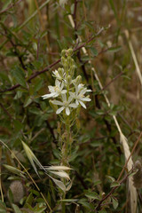 Ornithogalum narbonense
