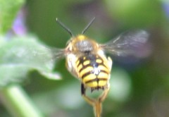 Anthidium manicatum