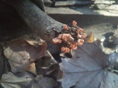 Xylaria flabelliformis