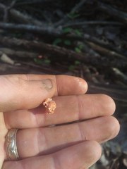 Xylaria flabelliformis