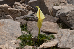 Arum creticum