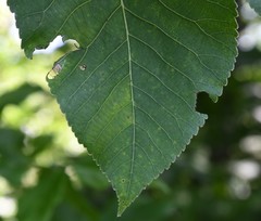 Carya ovata ovata