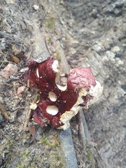 Russula vinacea