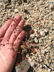 Centrostegia thurberi