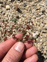Centrostegia thurberi