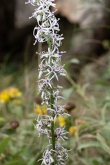 Petromarula pinnata