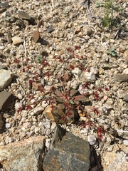 Centrostegia thurberi