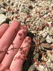 Centrostegia thurberi