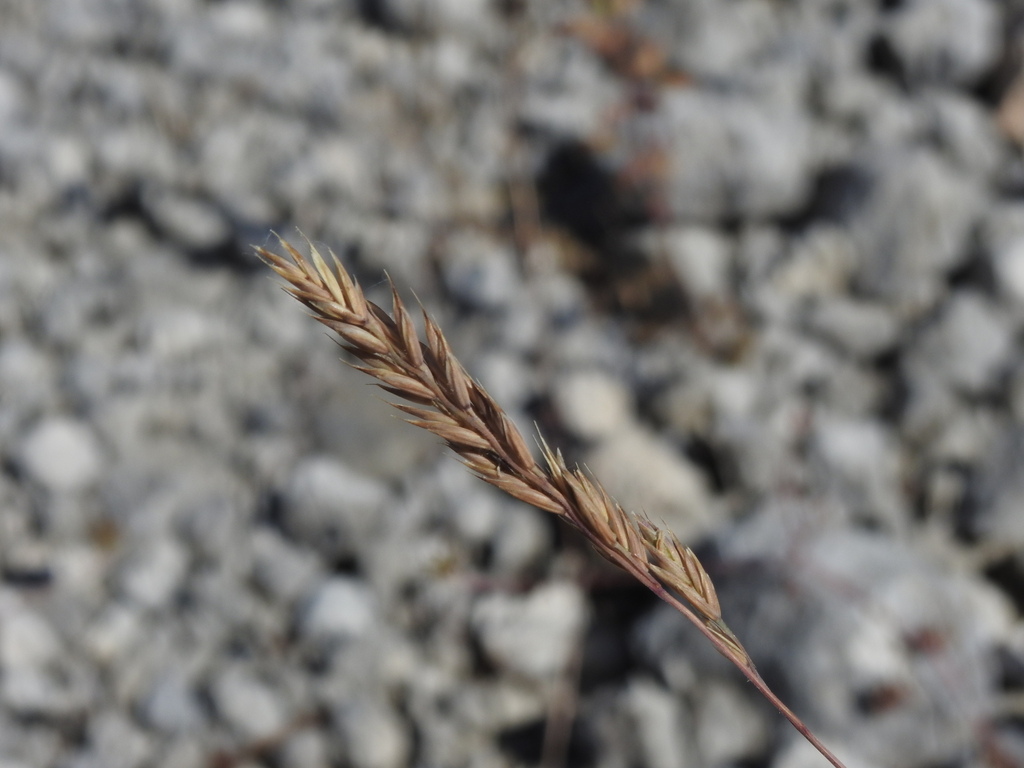 Festuca cinerea; photograph (c) Yves Bas, some rights reserved (CC BY)